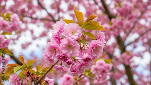 Vibrant pink cherry blossoms with a few green leaves bloom beautifully on a tree branch