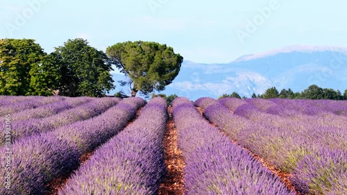 Lavender flowers blossoming on the plateau of Valensole in the Povernce during a summer day. Overhead drone view.