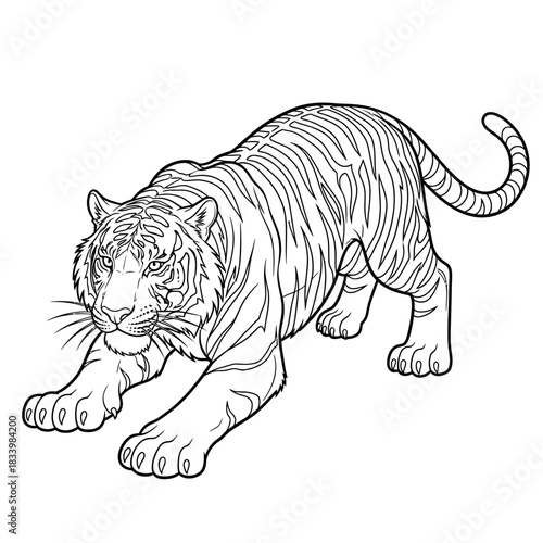 Powerful Tiger Illustration in Stalking Pose Black and White Line Art Drawing