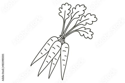 Outline drawing of carrot bunch with leaves on white background