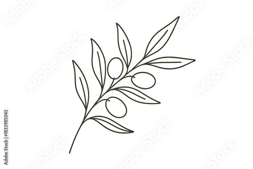 Minimalist line art of olive branch with leaves and olives