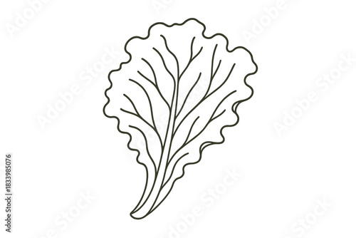 Line art of lettuce leaf with detailed veins and curved edges