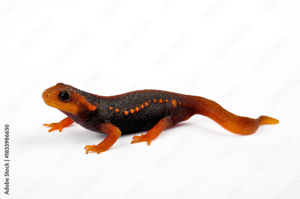 Obraz premium juvenile Himalayan newt // junger Birma-Krokodilmolch (Tylototriton verrucosus) 