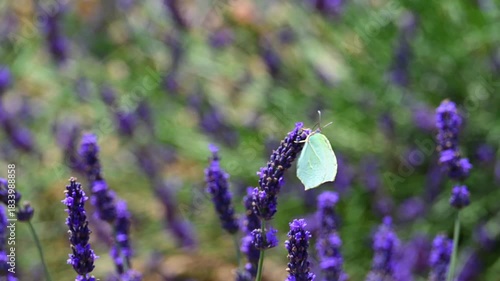 Cleopatra butterfly (Gonepteryx cleopatra) sitting on blossoming lavender in the Provence in France during a sunny summer day. Slow motion clip.