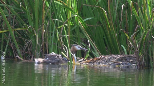 Great Crested Grebe (Podiceps cristatus) adult with three young on its back climbing, with difficulty, onto the nest from the water, dropping the chicks. August, Kent, UK. Slow motion x5
