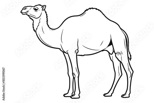 A Camel Line Art Vector Illustration