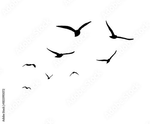 flock of birds silhouette isolated on transparent clear background png 