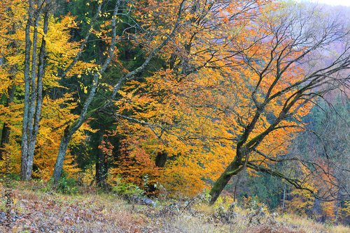 nice autumn trees in mountains