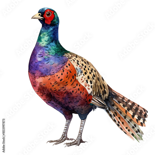 Pheasant, artistic watercolor illustration vector, isolated on a white background.