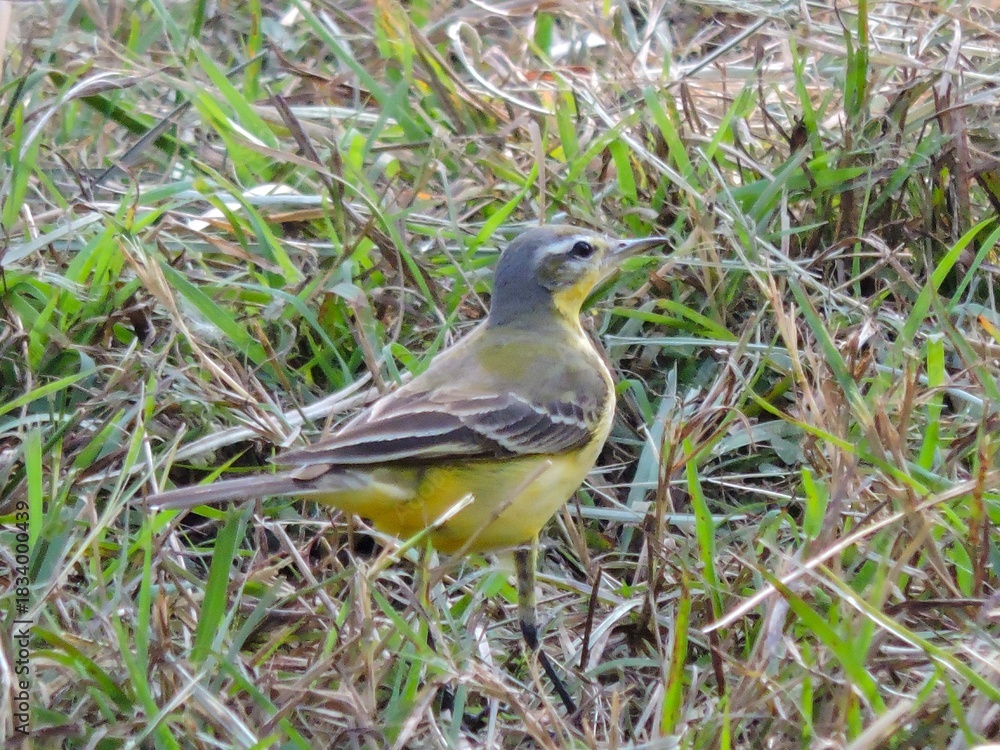 Fototapeta premium Closeup Western yellow wagtail sparrow bird