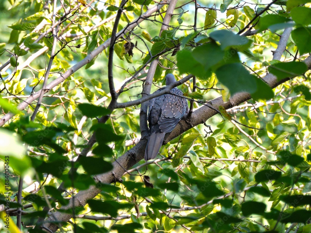 Obraz premium Spot-winged Pigeon dove bird nature beauty.