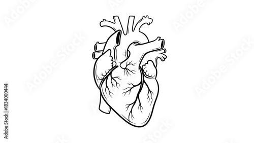 A detailed anatomical illustration of a human heart with major vessels is presented in a black and white line drawing style on a white backdrop.