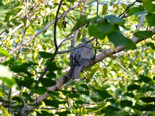 Spot-winged Pigeon dove bird nature beauty.