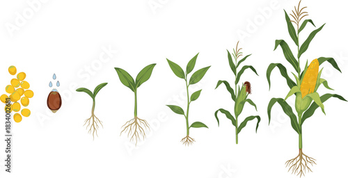 Maize growth stages vector illustration showing corn development from seed germination to mature plant with ears