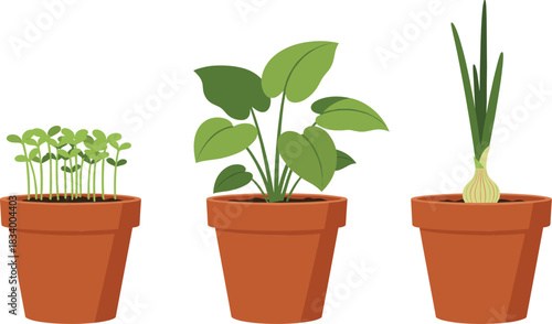 Potted Plants and Onion Growth Stages Vector Set