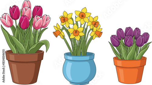 Flower Pots Vector Illustration Showing Tulips and Daffodils in Decorative Planters Spring Gardening Floral Home Decoration Concept