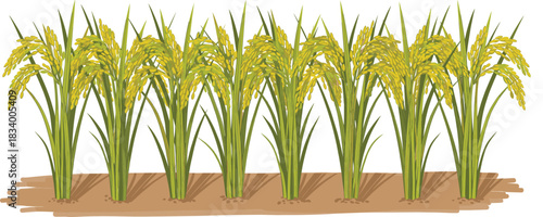 Rice paddy field vector illustration showing ripe crops growing in rows for agriculture and farming concepts