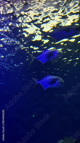 Blue fish swimming