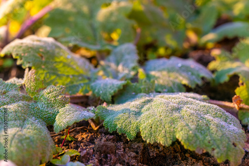 Frosty morning light illuminates dew-kissed leaves in a tranquil garden setting