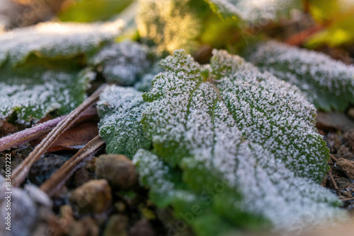 Frost clings delicately to vibrant green leaves in the early morning sun of a serene garden