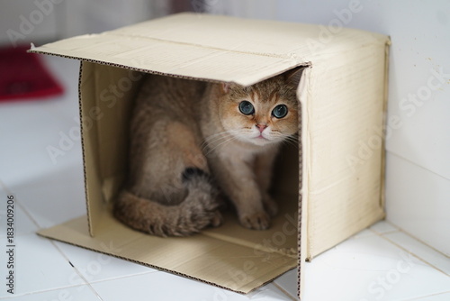 Fotografie Playful Feline Curiously Hiding Inside a Cardboard Box with Bright Blue Eyes and
