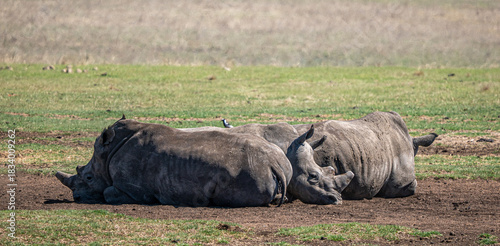 Nashorn