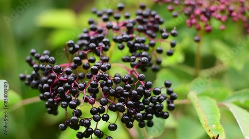 Vibrant cluster of ripe European elderberries, an antioxidant-rich superfood for health.