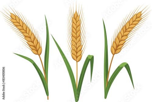 Wheat ears and green leaves vector illustration showing ripe cereal crops for agriculture and harvest concepts
