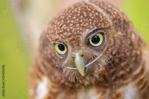 Owls are cute and harmless animals.