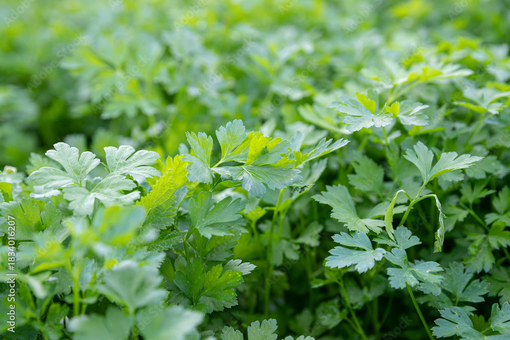 Obraz premium Morning field of a fresh parsley leaves
