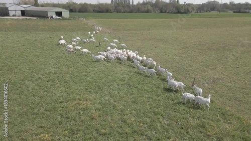 Chèvre en paturage - Drone