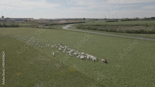 Chèvre au paturage