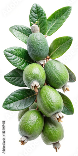 Wallpaper Mural Exotic feijoa fruits with green leaves on branch, healthy eating. Torontodigital.ca