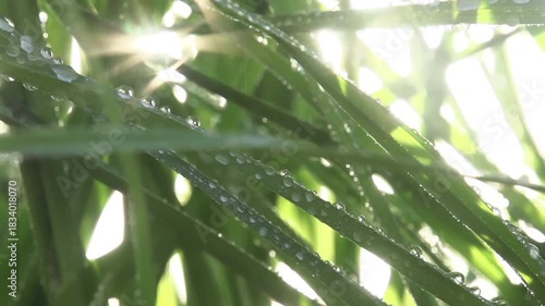 Drops of Water on Grass Stems. The camera slowly moves along the tall grass through which the sun shines. A lawn watering system creates a cloud of sparkling water drops