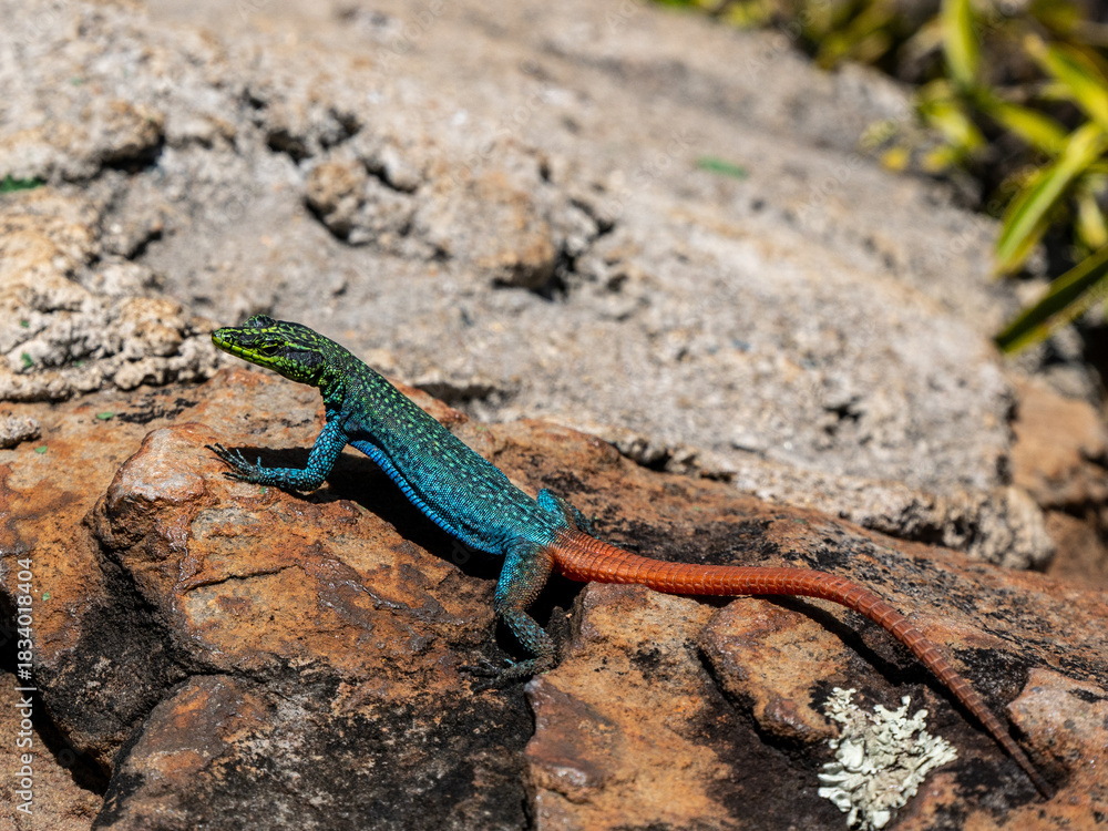 Fototapeta premium Plattkopfagame