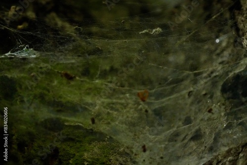 A spider web in the hollow of a tree