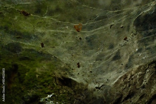 A spider web in the hollow of a tree