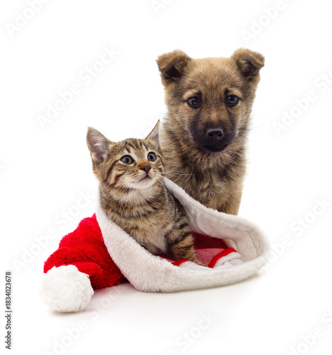 Cute puppy and kitten in christmas hat isolated on white.