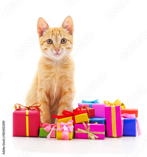 Cat with wrapped presents tied with ribbons isolated on white background.