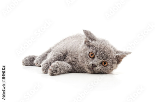 Gray kitten lying down isolated on white background.