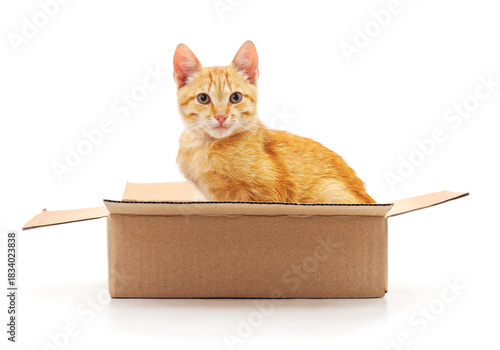Red cat in a box isolated on a white background.