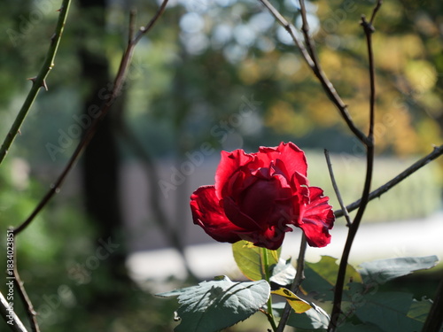 赤いバラの花