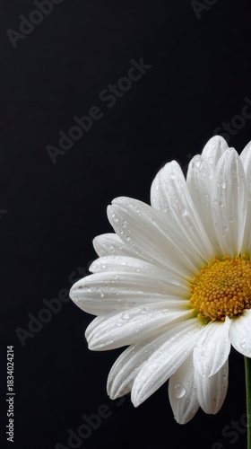 Daisy in Dewdrops: A close-up view captures a pristine daisy, its radiant petals adorned with delicate dewdrops, set against a background of sleek black, exuding simplicity and elegance.
