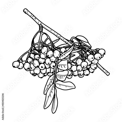Rowan branch with berries. Hand drawn sketch vector. Tree leaves and fruits. Autumn season. Natural plant. Botany, flora. Botanical illustration. Engraved line art.