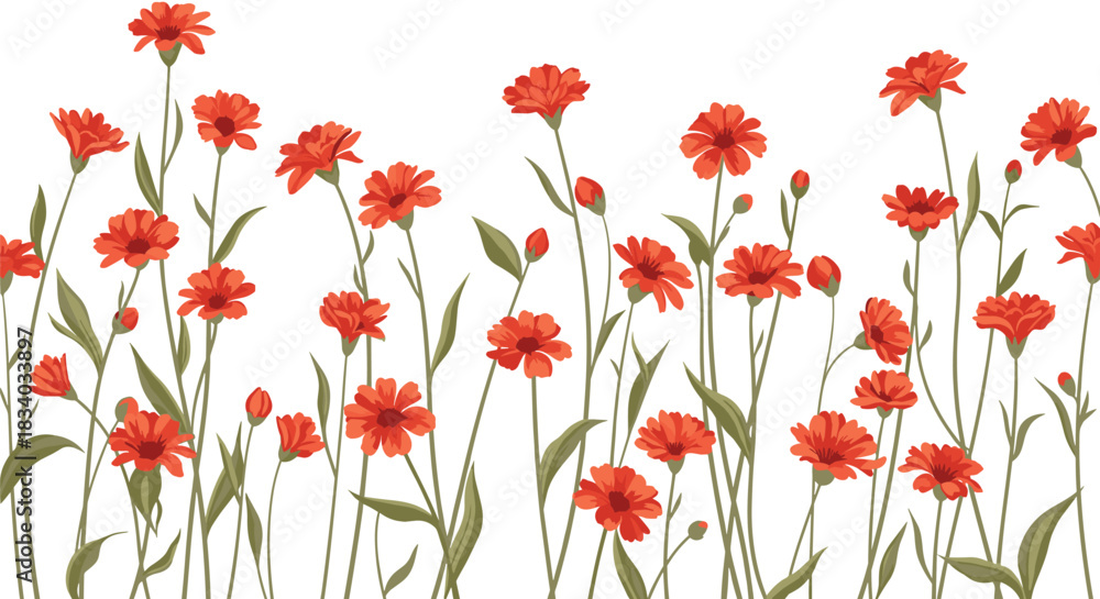 Obraz premium Beautiful botanical illustration of a field of tall orange and red calendula or marigold flowers with green stems on a white background.
