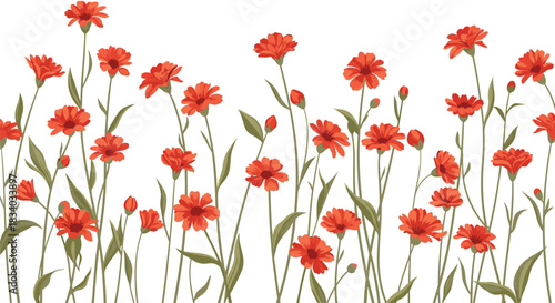 Beautiful botanical illustration of a field of tall orange and red calendula or marigold flowers with green stems on a white background.