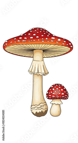 Illustration of two red mushrooms with spots on a solid plane space on transparent background