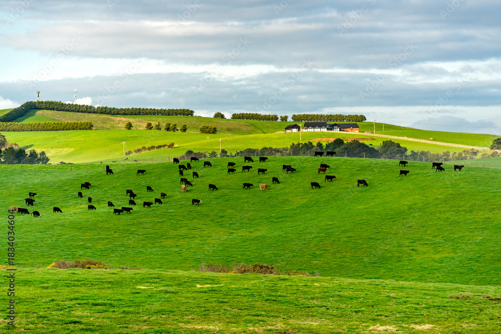 Fototapeta premium A Panoramic View of Numerous Cattle Grazing Across Vibrant Green Rolling Hills Under a Bright, Cloud-Dotted Sky