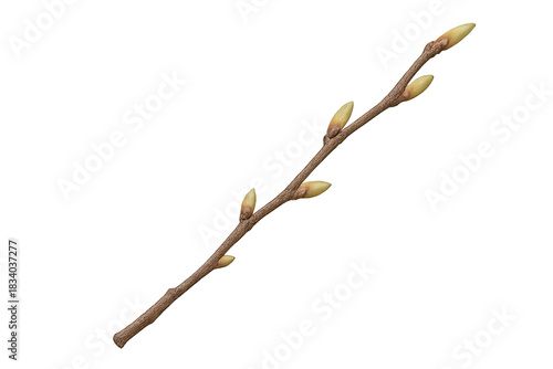 Brown tree branch with several pale-green buds along its length