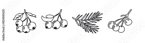 Minimalist black line drawings of berries and a pine branch, perfect for naturethemed projects and decorative accents